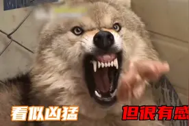 狼和小女孩一起长大，看似很凶猛，但她们的感情形同姐妹视频封面