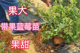 小哥走进沂蒙山脚下的千亩蓝莓基地，挖带果蓝莓苗，38一颗值不值视频封面