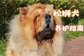 松狮犬养护指南建议收藏视频封面