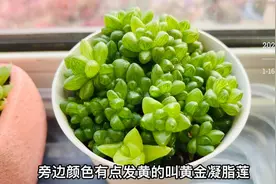 玉露照着这四个方法养，不烂根，不发黄，结实透亮，好养懒人植物