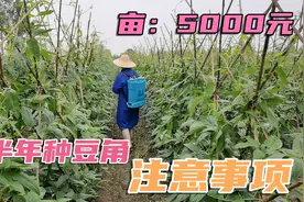 亩能赚5000元，豆角年年种，收入稳定！下半年种豆角注意事项