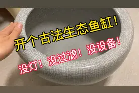 开个无任何设备的古法生态鱼缸，睡莲跟青鱂的组合咋样？