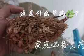 这种草根福建农村每家都会必备，客家中草药，福建草根汤原材料。