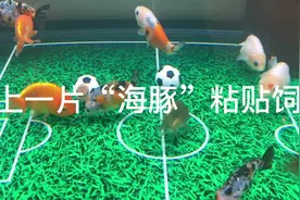训练兰寿踢足球的方法视频封面