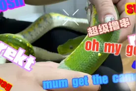 美女撸蛇皮丝滑如肤，绿树蟒撸得太幸福不知道还缺人视频封面