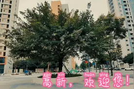 绽放的青春视频封面