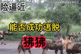 狒狒被鬣狗群攻，它的命运将何去何从，斗智斗勇，拭目以待吧。视频封面