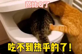 猫：吃不到热乎的了，全被马桶冲走了！视频封面