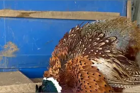 野鸡媒怎么训？训鸡技巧视频封面