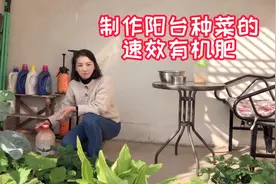 一起制作黄豆肥，阳台种菜、养草莓必备的肥视频封面
