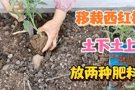 坡姐移栽西红柿，土上土下放两种肥料，西红柿秧长的快，果挂的多视频封面
