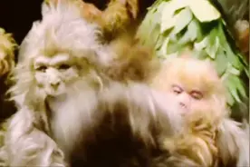 西游记里《美猴王是怎么来的》？关注后答案就揭晓了！视频封面