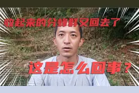 蜜蜂养殖技术，收到分蜂的蜂群又飞回原箱了，这是为什么？视频封面