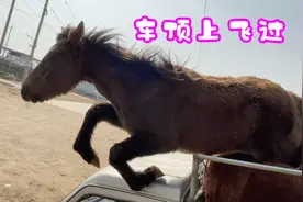 野马碰上愚蠢的人真是倒大霉了，4个大汗套不住一匹马，真是惭愧视频封面