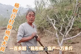 杨树行村种桃老大叔，一百多棵秋彤桃亩产一万多斤