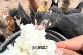 沙子➕白米饭喂鸡，这配方你说可以吗？鸡应该不会生病了吧？视频封面
