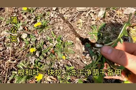 看见这种开黄花的植物，记得连根一块挖回家，荫干泡水好处多多视频封面
