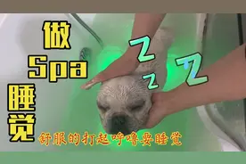 养一只爱洗澡的狗狗是什么体验？洗澡时都能享受的睡着了，好可爱视频封面