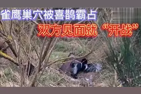 喜鹊太霸道了，雀鹰巢穴被喜鹊霸占，雀鹰忍无可忍找喜鹊“开战”