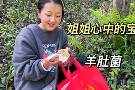 大山里的春天，美味的羊肚菌，是不是勾起了你们的味蕾？视频封面