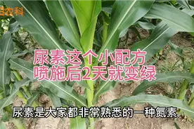 尿素这个小配方，喷施后叶片2天就变绿，每亩可增产50%视频封面