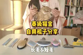 赛级猫舍自用梳子分享:献给选择困难症的你～长毛&短毛都有推荐视频封面