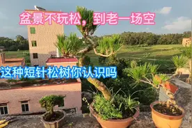 俗话说“盆景不玩松到老一场空”，一期来认识几个松树的品种视频封面