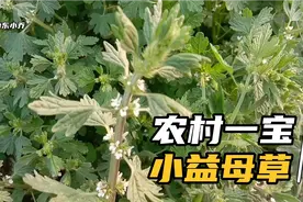 农村常见的小益母草，是不是我们平时说的益母草呢，一起来了解吧视频封面