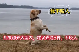 5种不咬人的大型犬，建议喂养，关键是不咬人