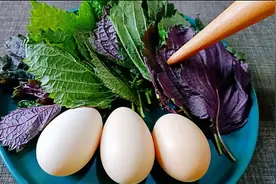 夏末初秋要多吃紫苏叶，教你一个从没吃过的做法，简单又营养，香