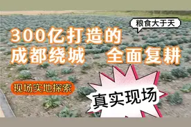 成都绕城全是田？复耕现状打理咋样？现场拍，之前可是花了300亿视频封面