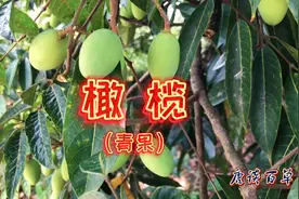 “橄榄”树上结满了纺锤状的橄榄果，好看又好吃【唐谈百草】视频封面
