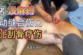 湘西十里八乡有名的师傅，帮宋江家阉猪，别看猪不大，力气可不小视频封面