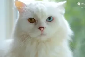 各种猫咪叫声集合，搞的人心里痒痒的#猫咪的迷惑行为 #治愈猫咪h视频封面