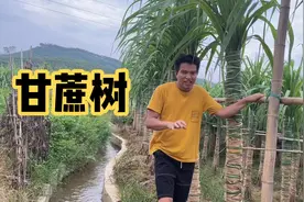 揭秘：甘蔗树是怎么种出来的，包裹着像木乃伊一样，这太辛苦了吧视频封面