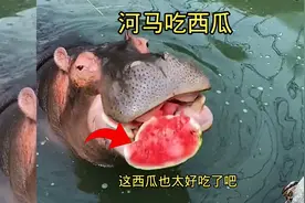 河马吃西瓜，这西瓜也太好吃了吧视频封面