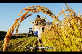 10月16日是世界粮食日