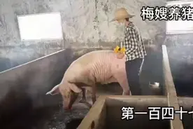 配了三十多天的母猪返情了，是什么原因？这次能够将它配上吗？…视频封面