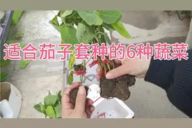 适合跟茄子搭配套种的6种蔬菜，可以互利互助，促进生长
