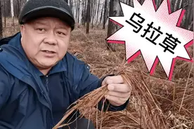 东北三宝之一乌拉草，老辈人滿满的回忆，还能抑制脚气，厉害吧？