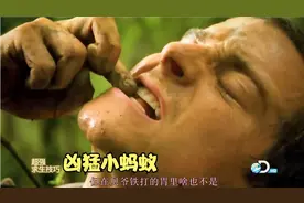 贝爷超强求生指南，带你体验荒野求生还能学到求生小技巧视频封面