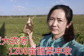 内蒙大农场1200亩甜菜丰收，等了三年终于大涨，种对了！视频封面