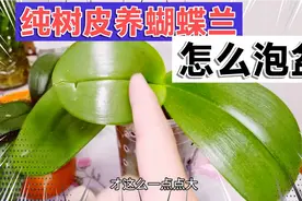 纯树皮养的蝴蝶兰怎么泡盆浇水？对比水苔和混合植料哪种适合你？视频封面
