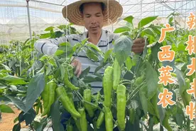 广西菜农大棚种植高产辣椒，亩产超万斤，一个大棚收入10万多！视频封面