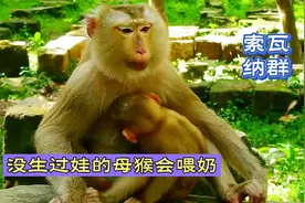 一辈子没有生过娃的母猴，每天给收养的孩子喂奶，人类都做不到视频封面