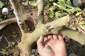 “万能”嫁接法实现1棵无花果结6种果子4种色彩，详细过程全分享视频封面
