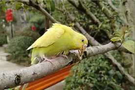 鹦鹉站在主人手上户外散步，遛鸟不用鸟笼，遛鸟绳该不该给鸟戴？视频封面