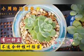 多肉叶插是需要足够耐心的，没有耐心就连普货多肉也养不活视频封面