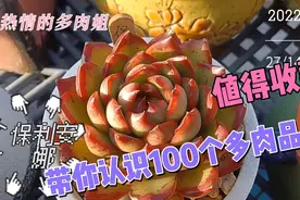 值得收藏，带你认识100种多肉植物。第一集视频封面
