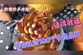 值得收藏，带你认识100种多肉植物。第一集视频封面